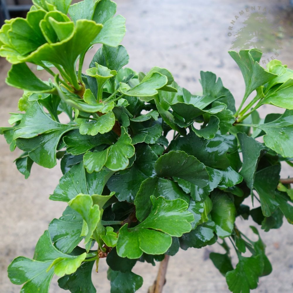 Ginkgo biloba 'Mariken' foliage