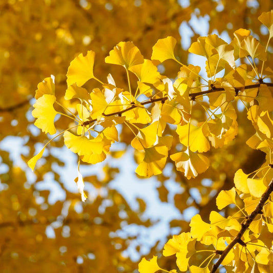 Ginkgo biloba leaves in autumn