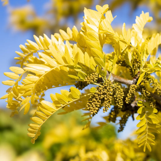 Gleditsia triacanthos 'Sunburst' foliage