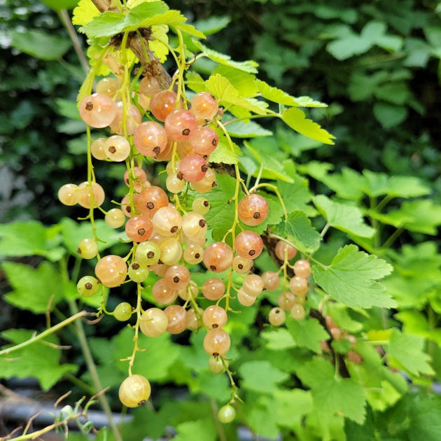 Gloire De Sablons' Pinkcurrant bush