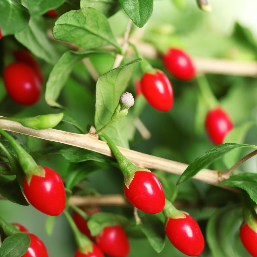 Goji berry plant