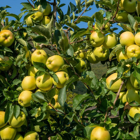 Golden Delicious apple tree