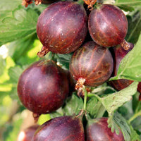 Captivator Gooseberry bush