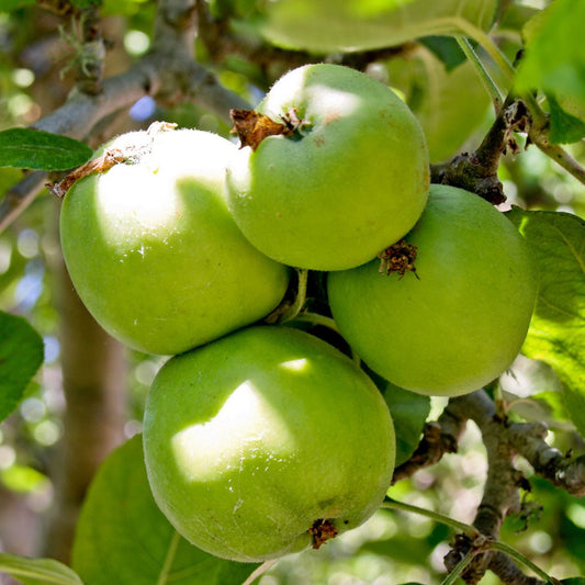 Granny Smith Apple tree