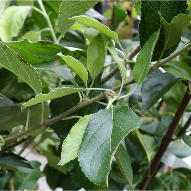 Granny Smith Apple foliage