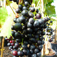 Grape Vine Regent