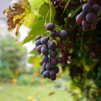 Grape Vine Regent