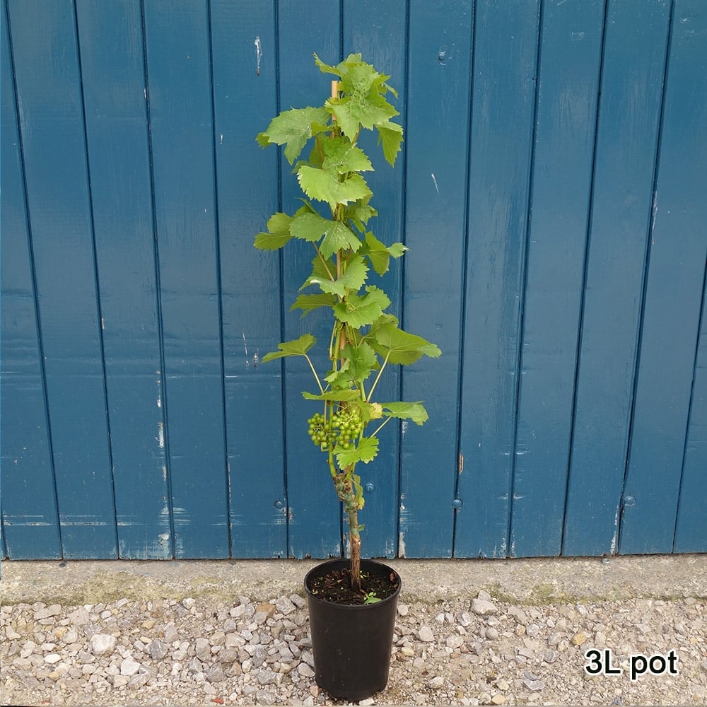 Vitis 'Regent' grape vine in pot