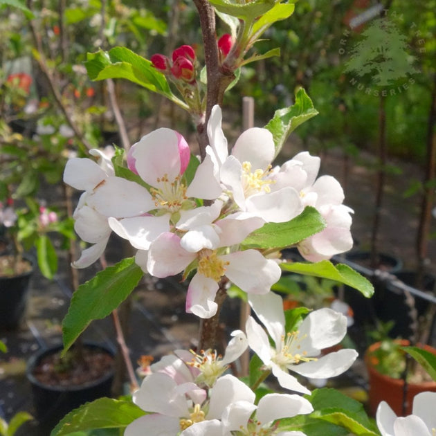 Greensleeves Apple blossom