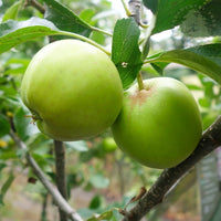 Greensleeves apples