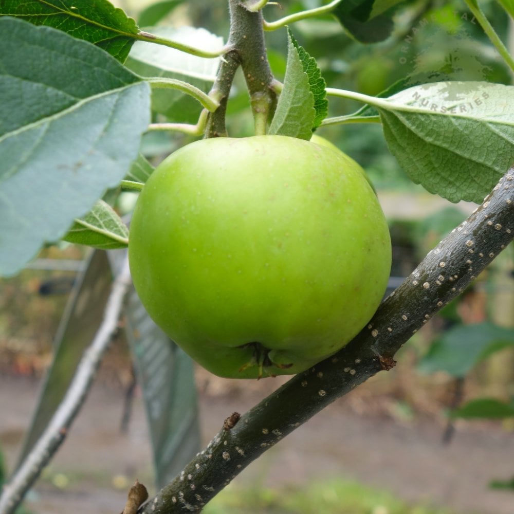 Greensleeves apples