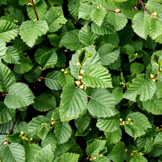 Grey Alder hedging Bundle