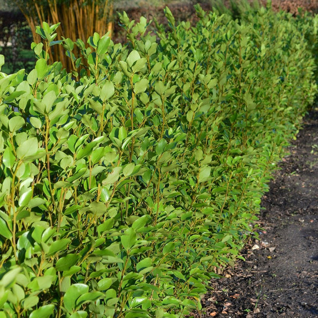 New Zealand Broadleaf hedging