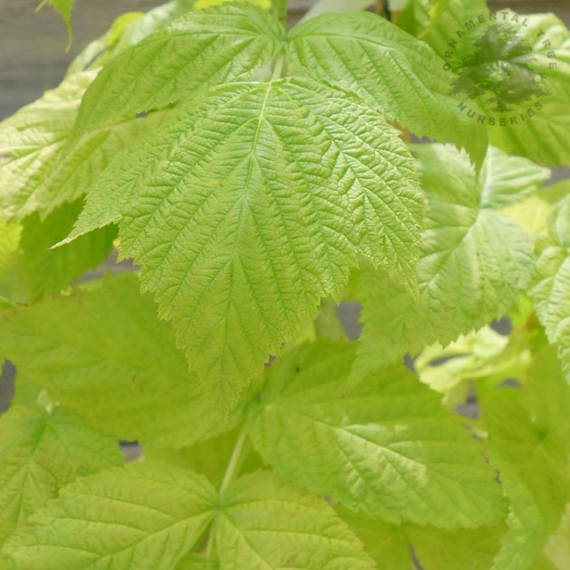 Raspberry Groovy foliage