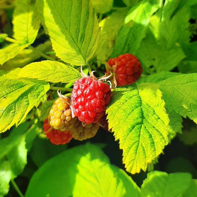 Raspberry Groovy fruits