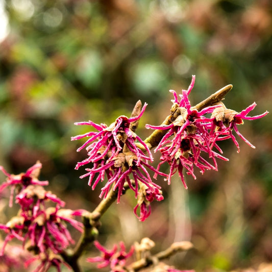 Hamamelis Amethyst Purple Witch Hazel 