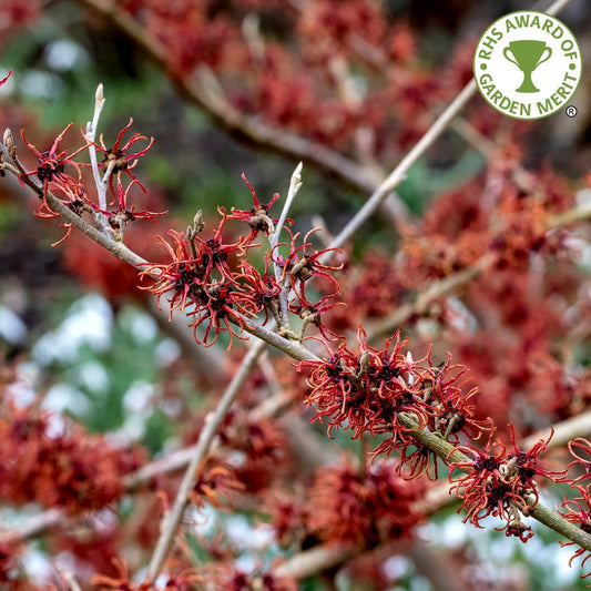 Hamamelis intermedia Rubin Witch Hazel