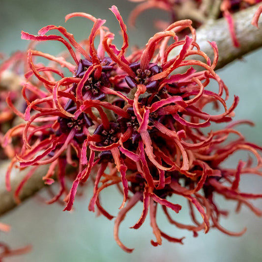 Hamamelis intermedia Rubin Witch Hazel flowers 