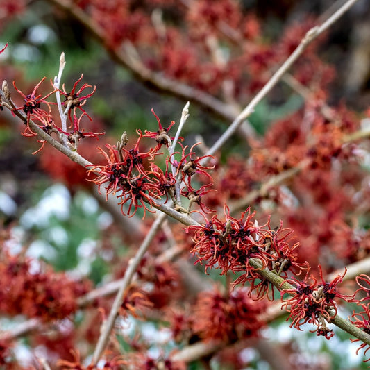 Hamamelis × intermedia 'Rubin' Witch Hazel