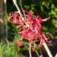 Hamamelis x intermedia 'Firecracker' Witch Hazel