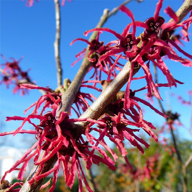 Red Witch Hazel flowers on Hamamelis x intermedia 'Firecracker'