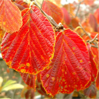 Orange Autumn foliage on Hamamelis x intermedia 'Firecracker'