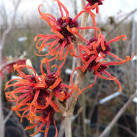 Orange-red flowers of Hamamelis x intermedia 'Firecracker'