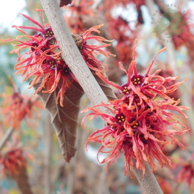 Hamamelis x intermedia 'Firecracker'