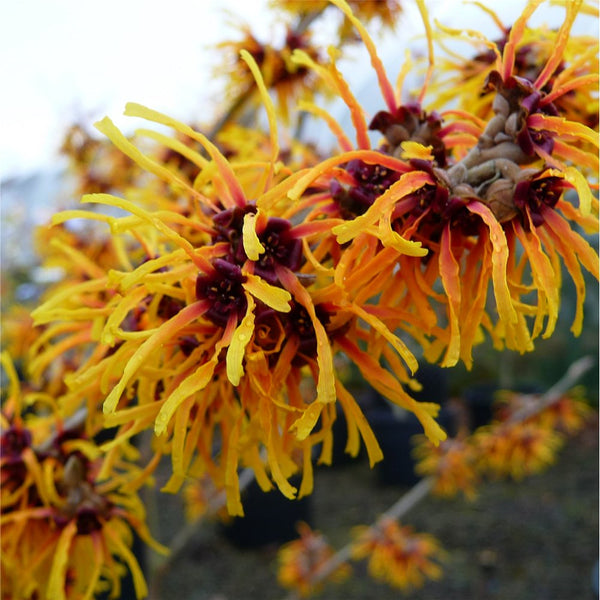 Hamamelis x intermedia 'Orange Beauty' Witch Hazel