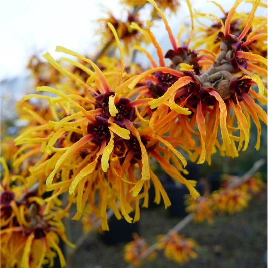 Hamamelis x intermedia 'Orange Beauty' Witch Hazel