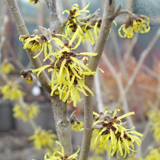 Hamamelis x intermedia 'Westerstede'