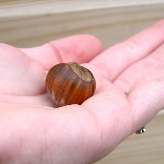 Hazelnut 'Kent Cob' tree