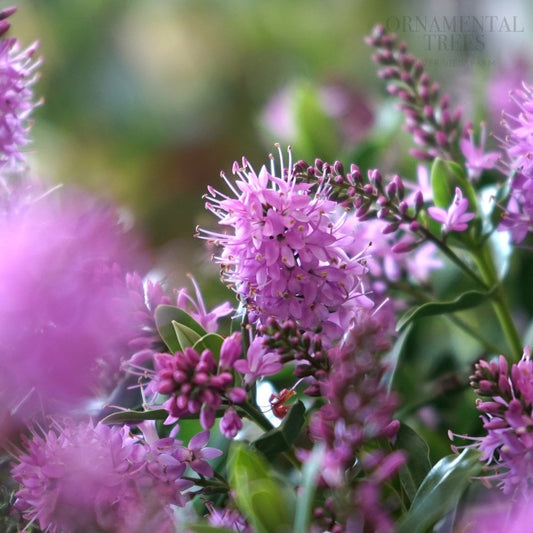 Hebe 'Mette' Shrub