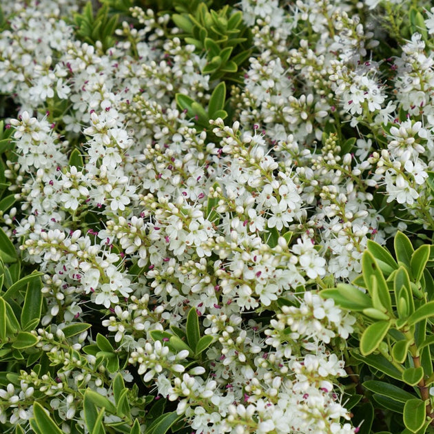 Hebe rakaiensis | Buy Rakai Hebe Evergreen Shrubs – Ornamental Trees