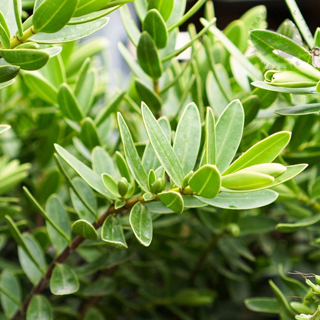 Hebe 'Wiri Mist' evergreen shrub