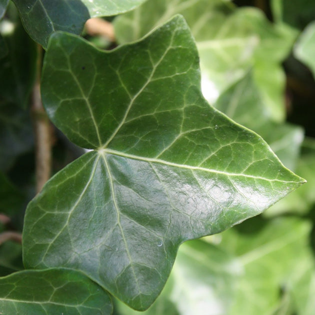 Hedera hibernica Irish Ivy