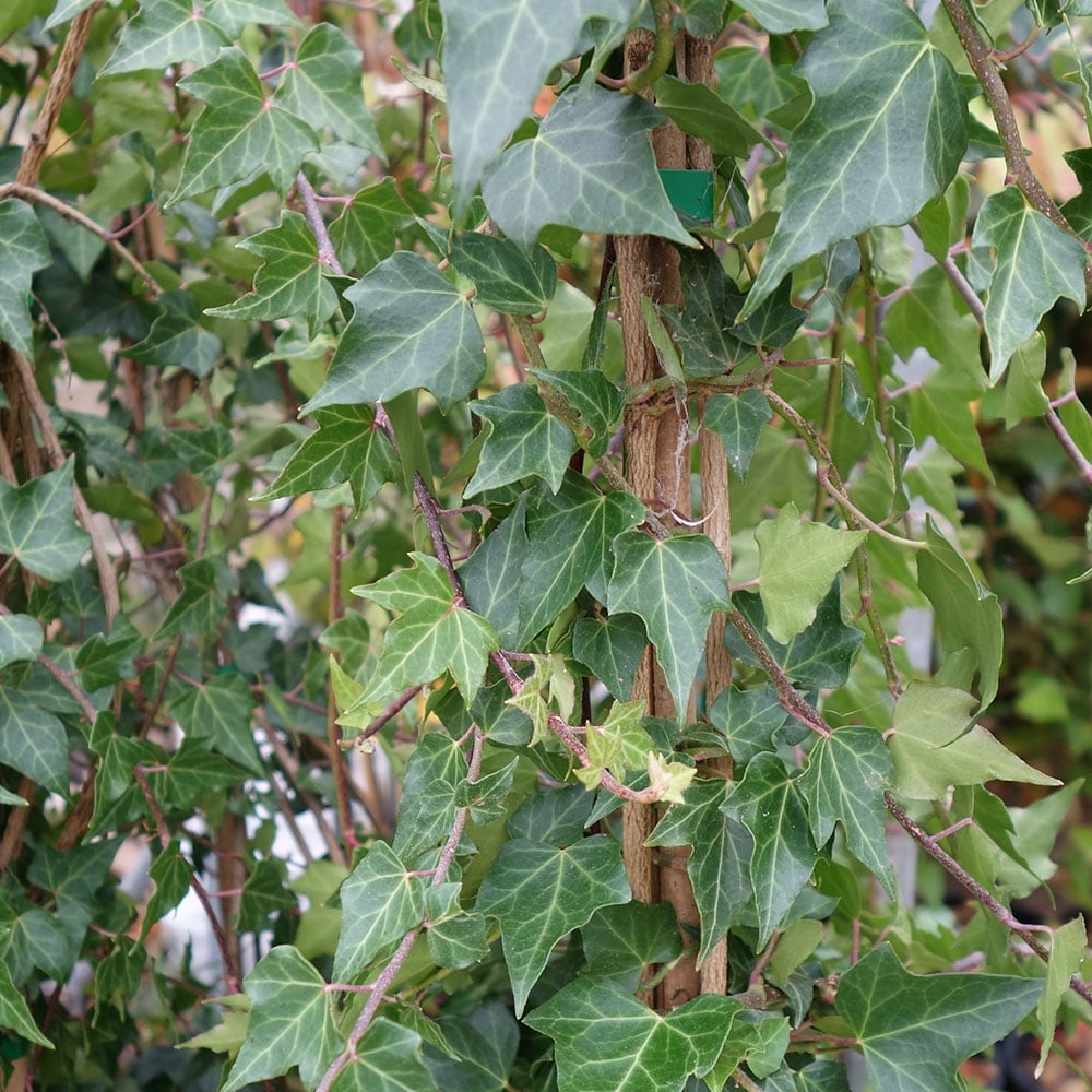 Climbing Hedera hibernica