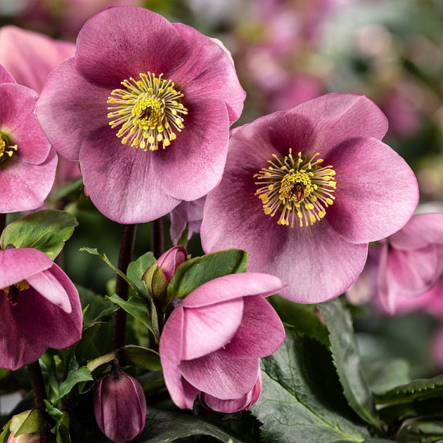 Helleborus HGC® Kacy