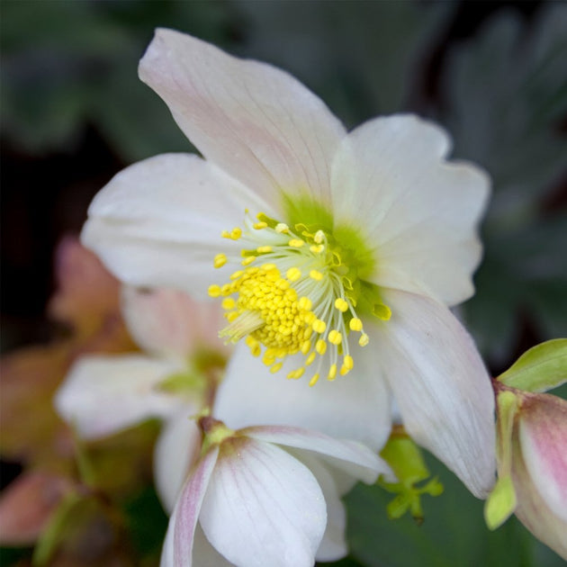 Helleborus 'Christmas Carol'