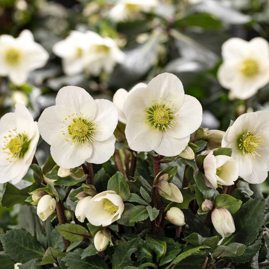 Helleborus HGC SR Frosty