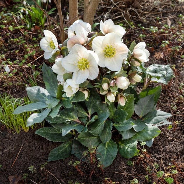 Helleborus HGC SR Frosty shrub