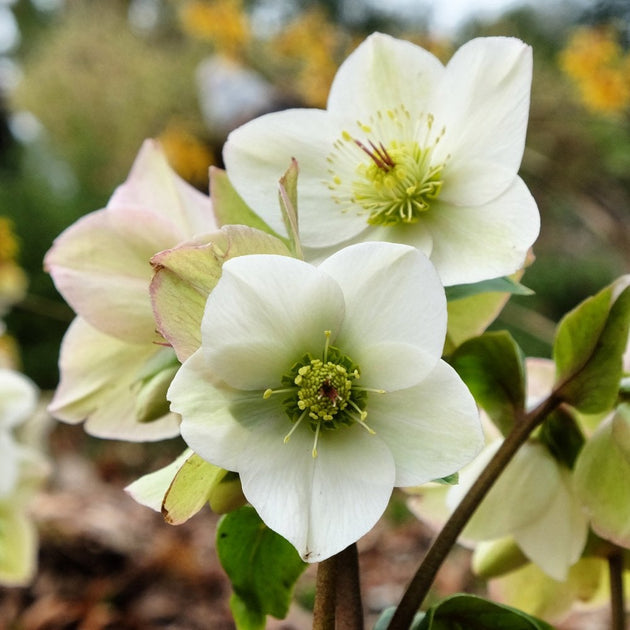 Helleborus HGC Ice N Roses White