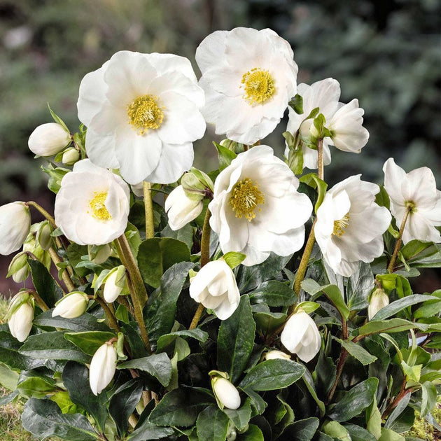 Helleborus Jesse