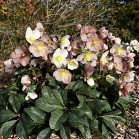 Helleborus HGC SR Maestro shrub in flower