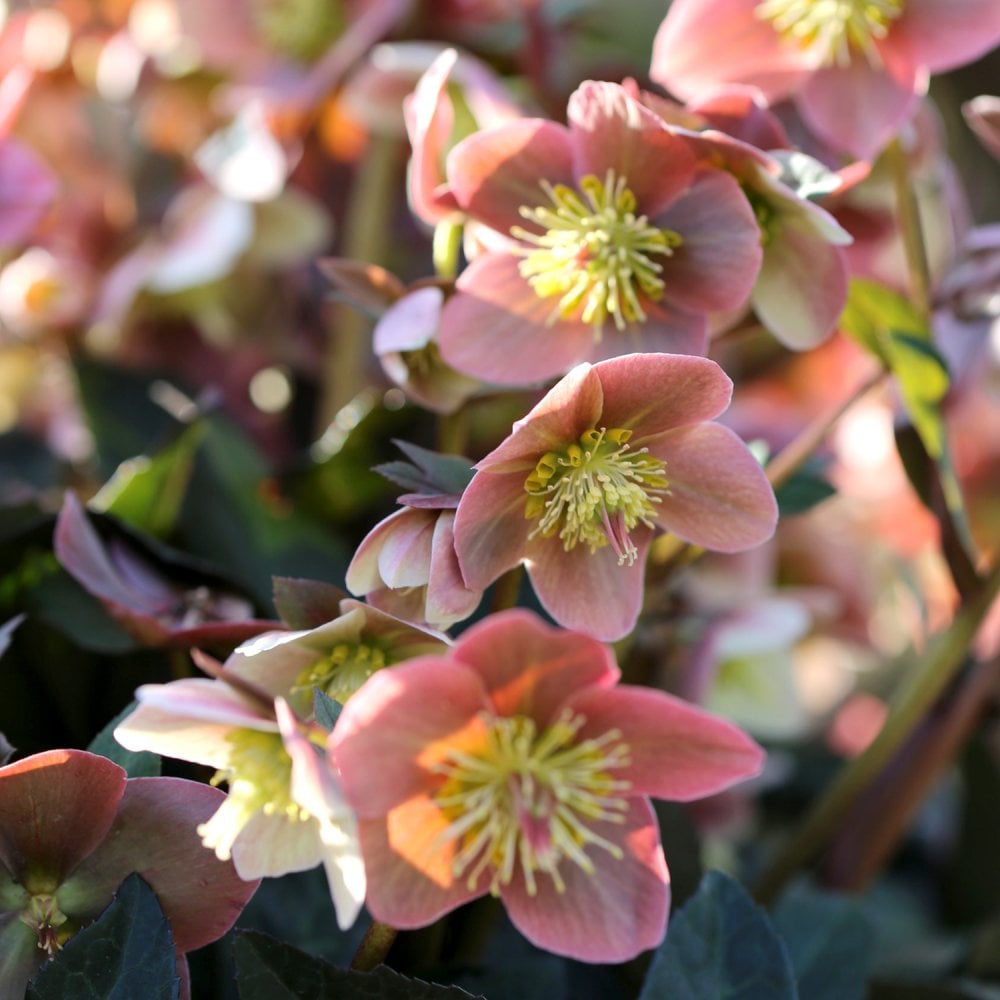 Helleborus HGC SR Merlin