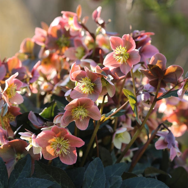 Helleborus HGC SR Merlin shrub in flower