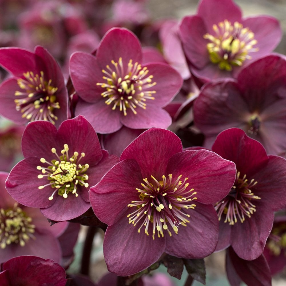 Helleborus HGC® Ice N Roses® Amarela