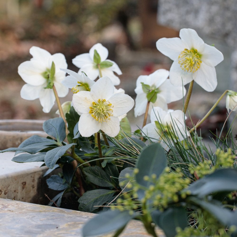 Helleborus Wintergold