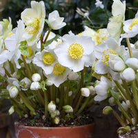 Helleborus niger