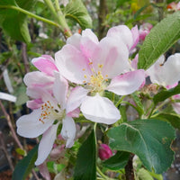 Herefordshire Russet Apple Blossom